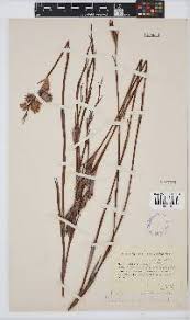 Image result for Platycaulos mlanjiensis