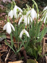 Pin Von Hkurul Hulya Auf Blume Germany Wiesbaden Blumen Fruhling