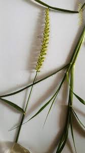 Image result for Cenchrus biflorus