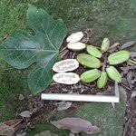 Image result for Cylicomorpha parviflora