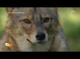 Es ist erst der zweite nachweis des wildtiers überhaupt in hessen. Orf Goldschakal Breitet Sich Aus 14 09 2016 Youtube