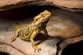 A wide variety of easy pet reptiles options are available to you, such as material, feature, and closure type. 5 Great Pet Lizards Reptiles Magazine