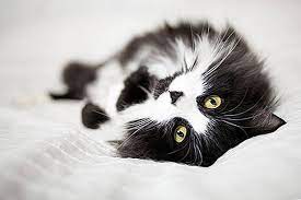 Ngan sdara aq dye jinak. Baka Kucing Hitam Putih 2021