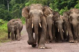 Jika di pulau sumatera terdpat harimau dan gajah, dan di irian jaya p r e s i d e n republik indonesia keputusan presiden republik indonesia nomor 4 tahun 1993 tentang satwa dan. Punca Punca Kepupusan Haiwan Majalahsains