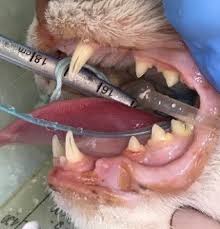 Periodontal diseases are the most common diseases of domestic dogs and cats. What Do I Need To Know About Gum And Mouth Inflammation Gingivostomatitis In Cats Rspca Knowledgebase