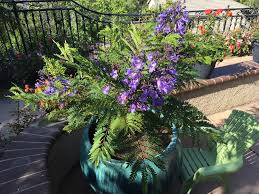 Jacaranda tree, black poui, blue jacaranda. Village Nurseries And Star Roses And Plants Expand Agreement With New Varieties Including World S First Dwarf Jacaranda Business Wire