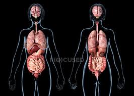 Maybe you would like to learn more about one of these? Female Anatomy Showing Internal Organs On Black Background Science Heart Stock Photo 275200944