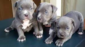 This makes the pitbull terrier a favorite for adoptions by young families in san diego. American Pit Bull Terrier Puppies For Sale San Diego Ca 240695