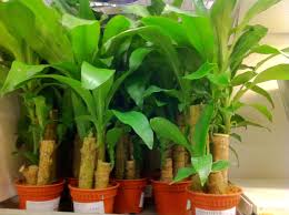 Image result for dracaena