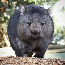 Hobart Beyond Hobartandbeyond Instagram Photos And Videos Australia Animals Cute Wombat Australian Animals