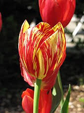 The flowers which contain both male and female reproductive structures are called bisexual flowers. Tulip Wikipedia