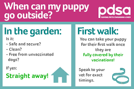 The breeder should be allowing your puppy meet everyone in the family, including children and other people's children. New Puppy Faqs Pdsa