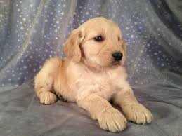 About me & our puppies. Goldendoodle Puppies For Sale Goldendoodle Breeder In Iowa