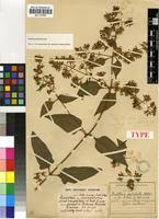 Image result for Buddleja pulchella