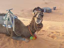 Inna rides a bike every summer. Road Trip To The Moroccan Desert Wandering Redhead