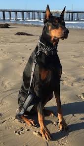 doberman pinscher dog breed information and pictures