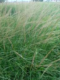 Image result for Sporobolus natalensis