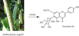 Image result for Anthocleista vogelii