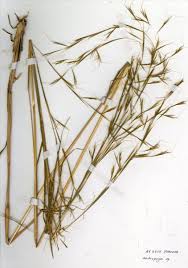 Image result for Anadelphia