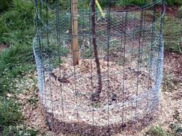 Engrais Pour Les Fruitiers Paillage Et Protection Du Jeune Arbre Arbre Fruitier Fruitier Arbre