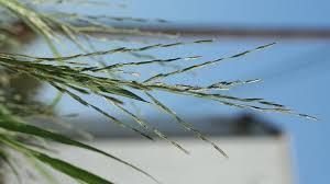 Image result for Leptochloa fusca