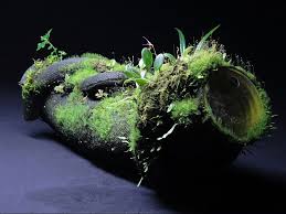 Www Roellke Orchideen De Cache Widgetkit Gallery 7 Zub Hygrolon Bsp 07 B90e8fb977 Jpg Scape Plants Herbs