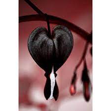 Maybe you would like to learn more about one of these? Daisy Garden 10 Pcs Black Bleeding Heart Seeds Dicentra Spectabilis Shade Flower Garden Walmart Com Walmart Com