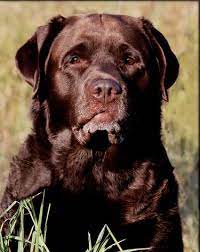 Moon Chocolate Lab English Lab Puppies Labrador English Labrador