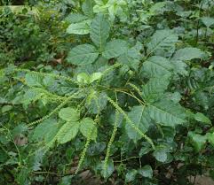 Image result for Allophylus