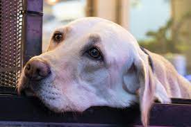 What Do Dogs Think About All Day Mad Paws Blog