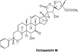 Image result for Dichapetalum madagascariense