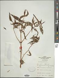 Image result for Pycnostachys coerulea