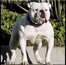 Muscled Up American Bulldog American Bulldog Bulldog Bully Dog