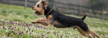 Yorkies are especially vulnerable to injury, liver disease, slipping kneecaps, and eye diseases such as cataracts. All About The Yorkie S Hair Pedigree