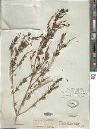 Image result for Dyschoriste albiflora