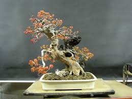 It is hard to say if a plant is deceased or may already be on the brink. How To Know If Your Bonsai Is Sick Or Dying Bonsai Sanctum