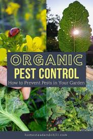 Organic pest control doesn't have to mean fruits and veggies riddled with worms. Organic Pest Control Part 1 How To Prevent Pests In The Garden Homestead And Chill Organic Gardening Tips Organic Pest Control Organic Pest