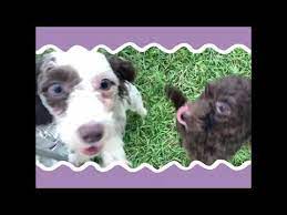 Healthy Happy Puppies For Sale From Responsible And Professional Breeders At Puppland Find Your New Puppy Family Member Today Puppies Happy Puppy New Puppy