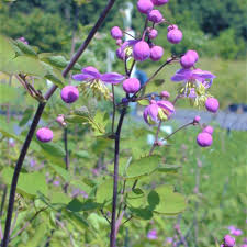 Image result for Thalictrum