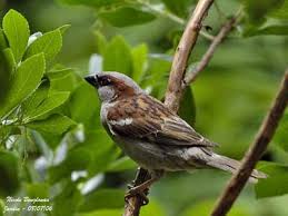 Moineau Domestique Moineau Oiseaux Des Jardins Passereaux
