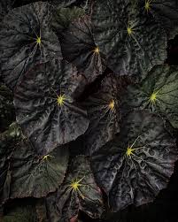 Image result for Begonia macrocarpa