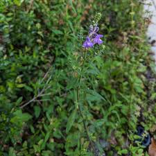 Image result for Scutellaria schweinfurthii