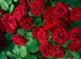 We did not find results for: Red Roses The 15 Most Romantic Varieties