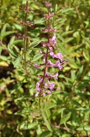 Image result for Syncolostemon