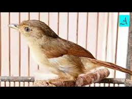Asal anda tahu saja, burung common nightingale jantan memiliki nada yang sangat keras, bervariasi, serta aktif bernyanyi setiap jamnya burung flamboyan jantan dan betina. Paling Bagus 14 Gambar Burung Flamboyan Jantan Gani Gambar