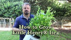Sweetspire usually grows three to five feet tall, although it may be taller and leggier in moist or shaded areas. How To Grow Little Henry Itea Dwarf Sweetspire With A Detailed Description Youtube