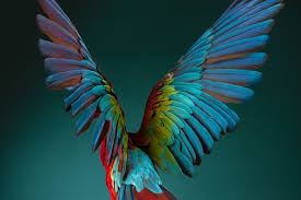 Bird With Wings Spread Out Rear View Of A Scarlet Macaw Parrot Spreading It S Wings Uccelli Da Compagnia Splendidi Uccelli Pappagalli