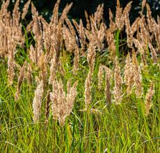 Image result for Agrostis epigejos