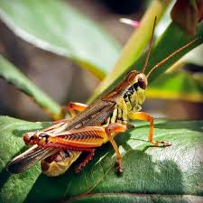 It is especially abundant in southern minnesota and wisconsin. Grasshoppers And Katydids Orthoptera Audrey Kali Photography