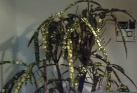 Pflanze Mit Gelben Punkten Codiaeum Variegatum Pflanzenbestimmung Pflanzensuche Green24 Hilfe Pflege Bilder